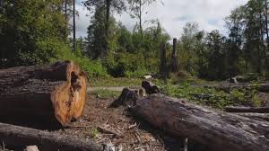 Best Utility Line Clearance  in Springdale, NJ