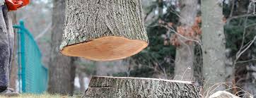 Best Tree Disease Treatment  in Springdale, NJ
