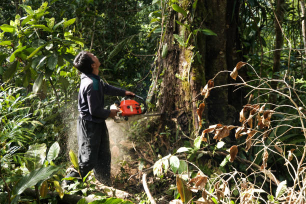 Best Tree Preservation Services  in Springdale, NJ