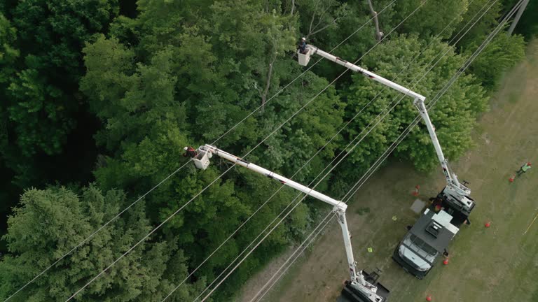 Best Tree Health Inspection  in Springdale, NJ