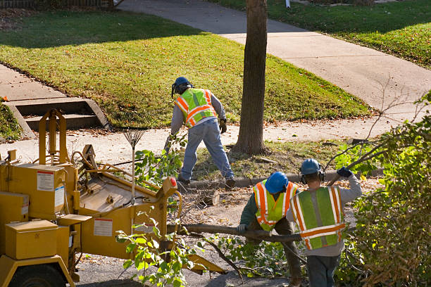  Springdale, NJ Tree Services Pros