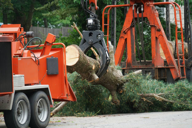 Best Tree Mulching  in Springdale, NJ
