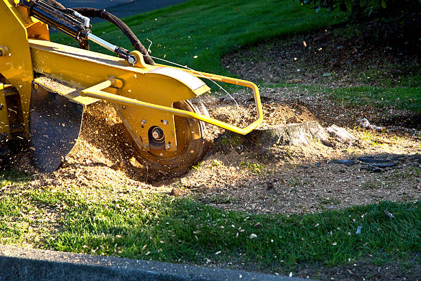 How Our Tree Care Process Works  in  Springdale, NJ