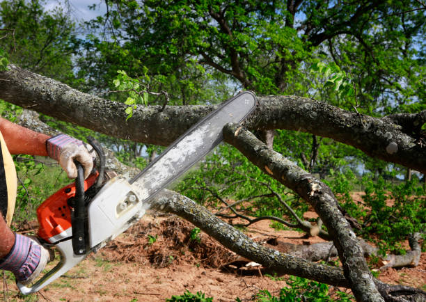 Best Storm Damage Tree Cleanup  in Springdale, NJ